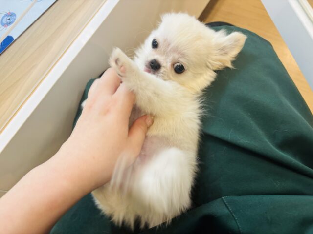 チワペキ（ペキチー、ペキチワ）