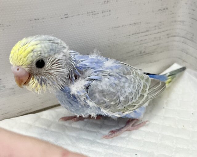 セキセイインコ