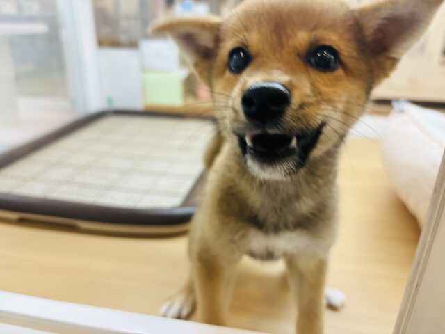 柴犬