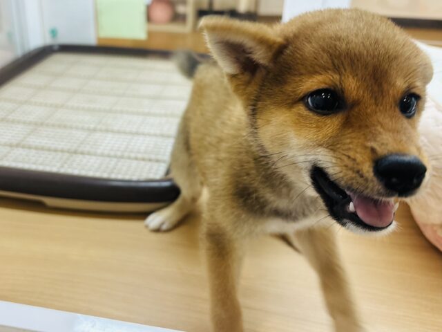 柴犬