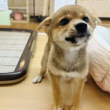 ボク、耳で空飛べるかも！？柴犬くん！