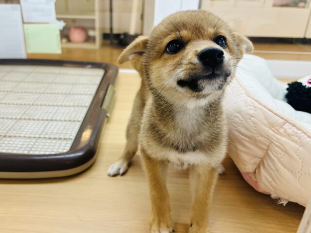 ボク、耳で空飛べるかも！？柴犬くん！