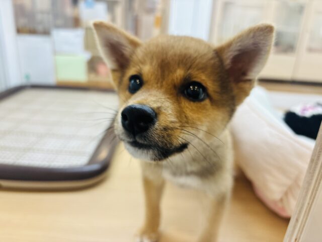 柴犬