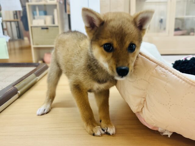 柴犬