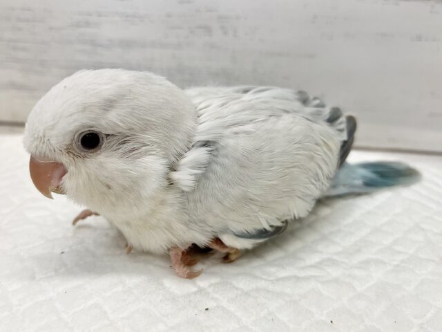 オキナインコ