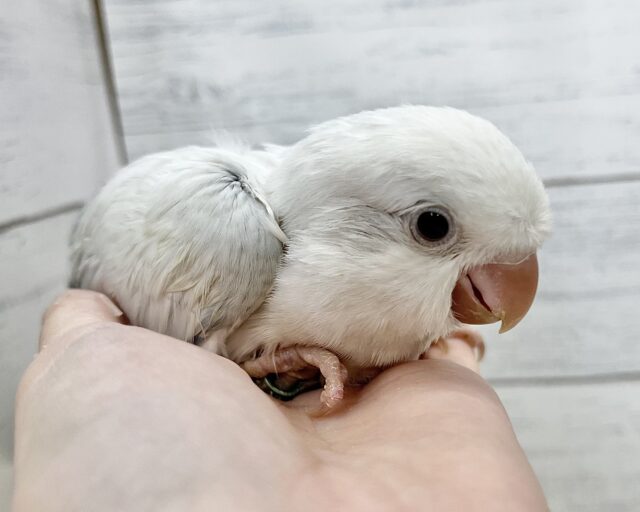 オキナインコ