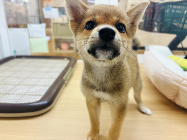 柴犬