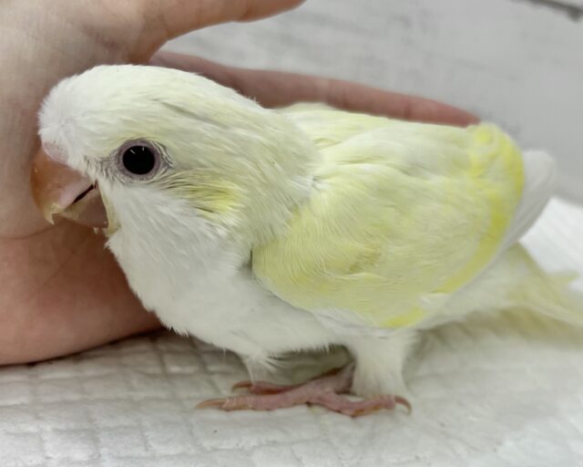オキナインコ