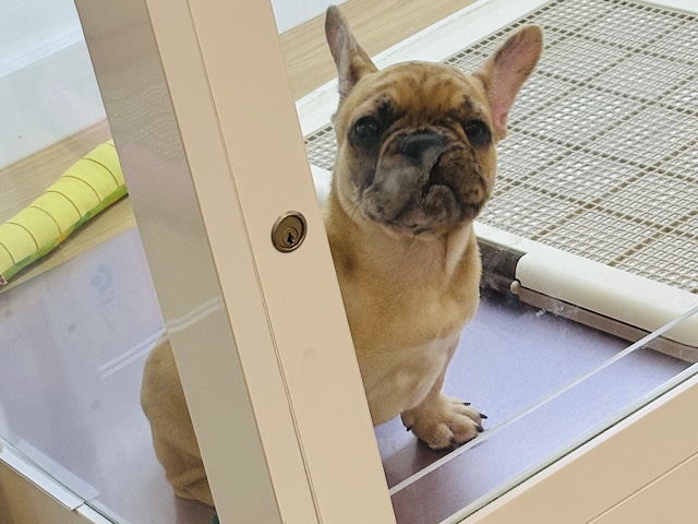 フレンチブルドッグ