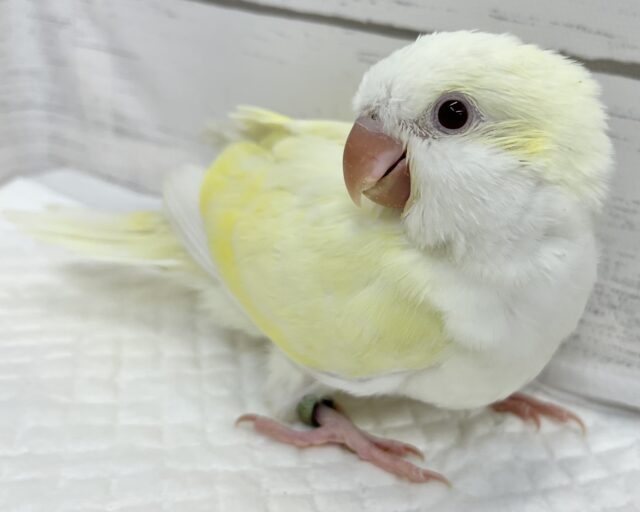 オキナインコ
