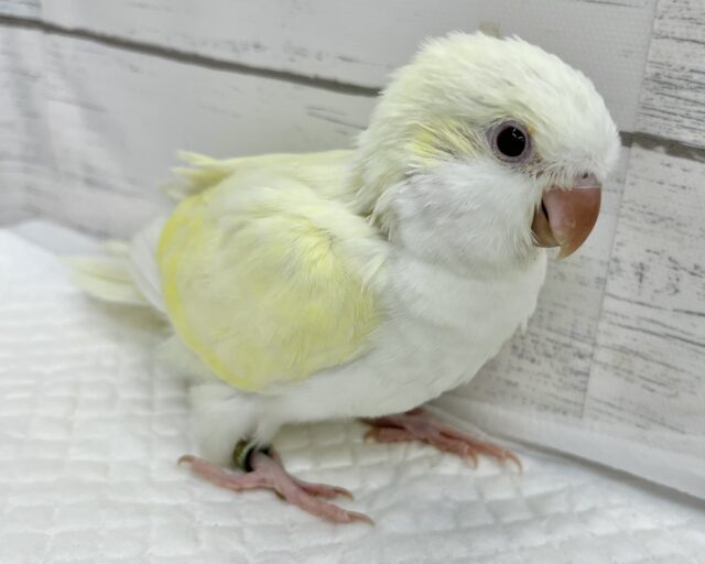 オキナインコ