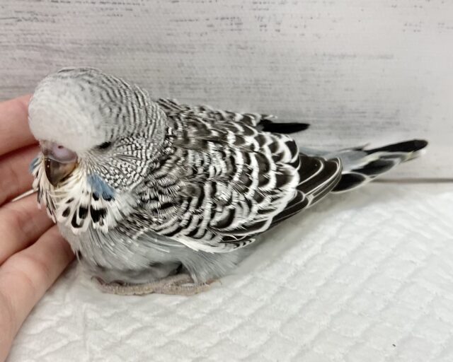 ジャンボセキセイインコ