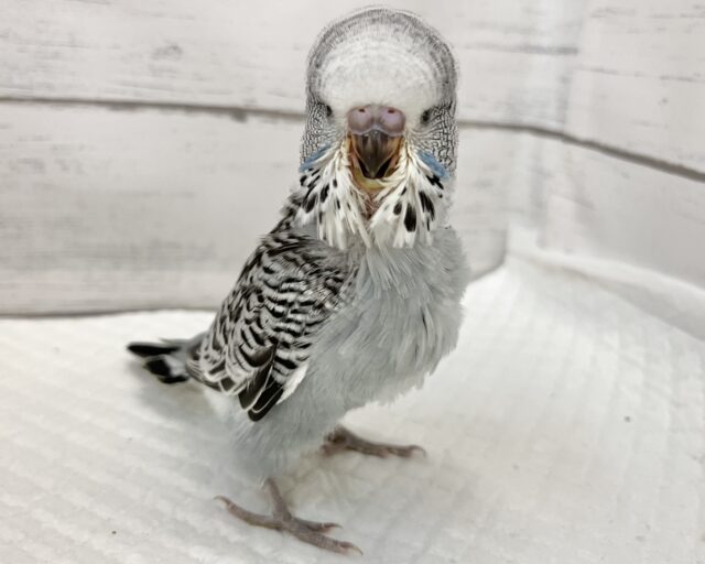 ジャンボセキセイインコ