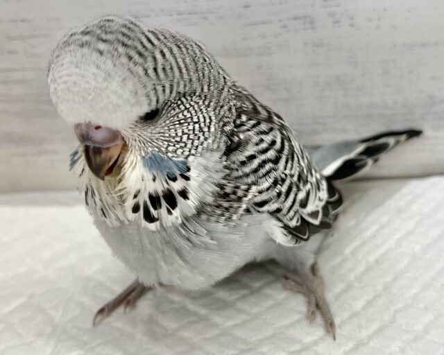 ジャンボセキセイインコ