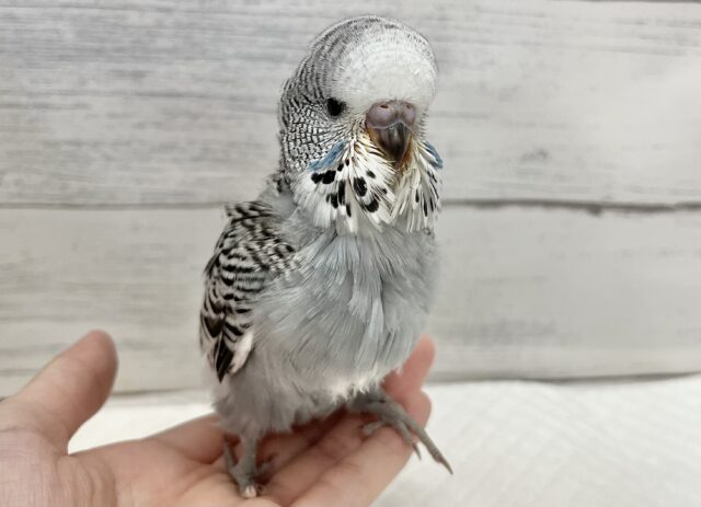 ジャンボセキセイインコ