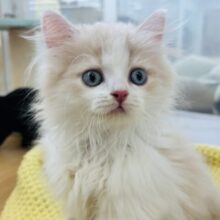 僕の可愛さに気づいたら終わり♡ミヌエットくん！