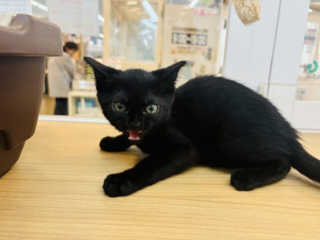 スコティッシュフォールド