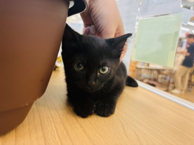 スコティッシュフォールド