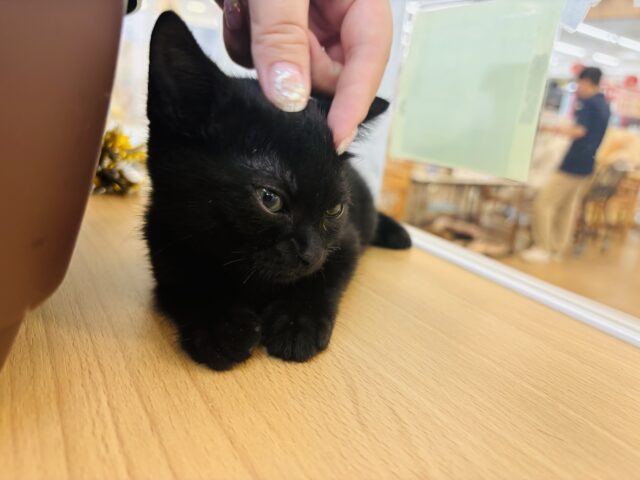 スコティッシュフォールド