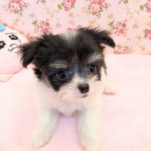 最強のおてんば娘降臨💗　ハーフ犬（チワワ×マルチーズ）の女のコ　2025/8/1撮影