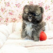 WILD BEARがやってきた🐻　ポメラニアンの女のコ　2025/8/16撮影