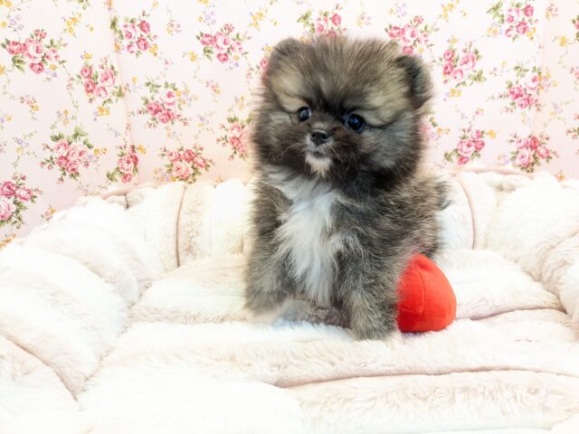 WILD BEARがやってきた🐻　ポメラニアンの女のコ　2025/8/16撮影