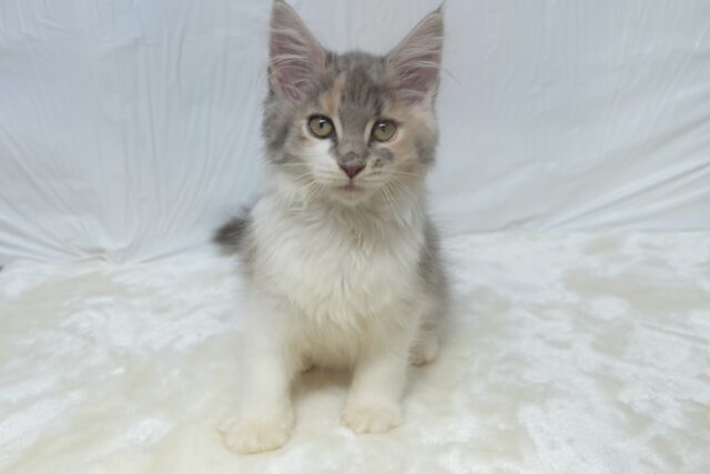 ノルウェージャンフォレストキャット