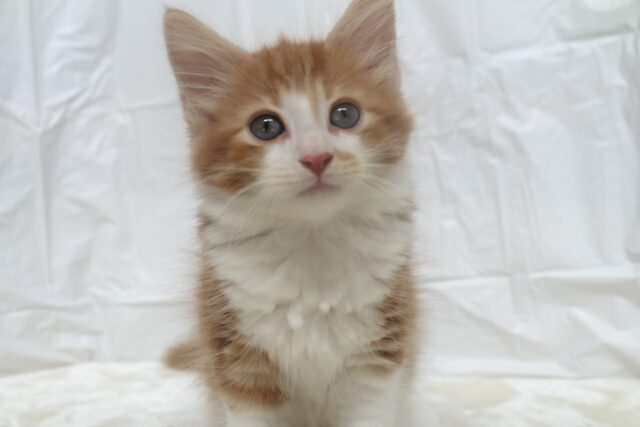 ノルウェージャンフォレストキャット