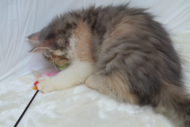 ノルウェージャンフォレストキャット