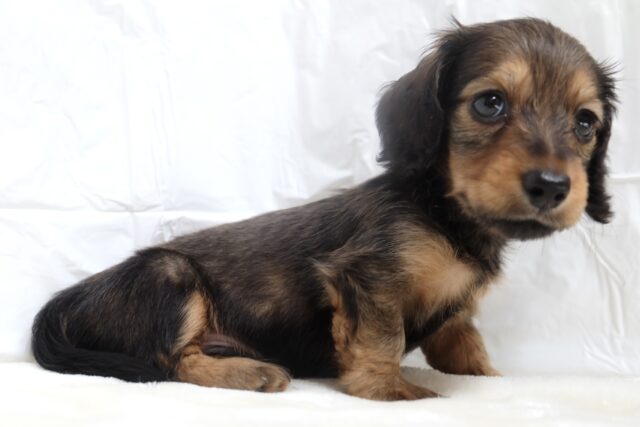 10/17最新🎥なでなでもご飯も大好き♡ミニチュアダックスフンド(レッド)2025年6月7日生まれ 男の子 ミニチュアダックス