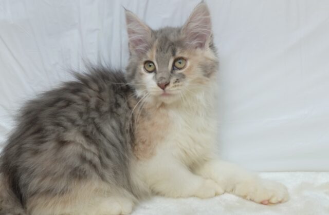 ノルウェージャンフォレストキャット