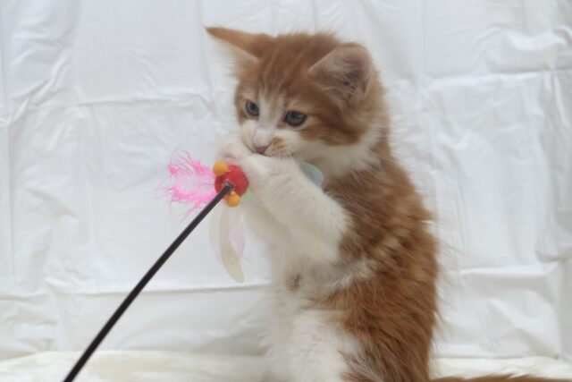 ノルウェージャンフォレストキャット