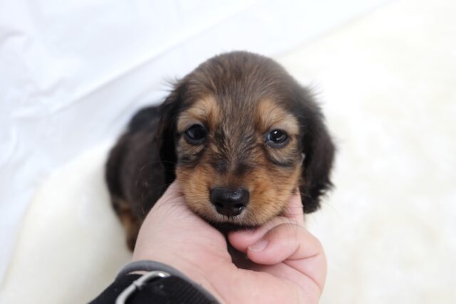 10/17最新🎥なでなでもご飯も大好き♡ミニチュアダックスフンド(レッド)2025年6月7日生まれ 男の子 ミニチュアダックス