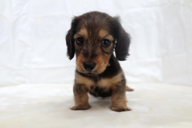 10/17最新🎥なでなでもご飯も大好き♡ミニチュアダックスフンド(レッド)2025年6月7日生まれ 男の子 ミニチュアダックス