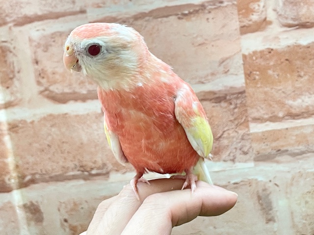アキクサインコ（秋草インコ）