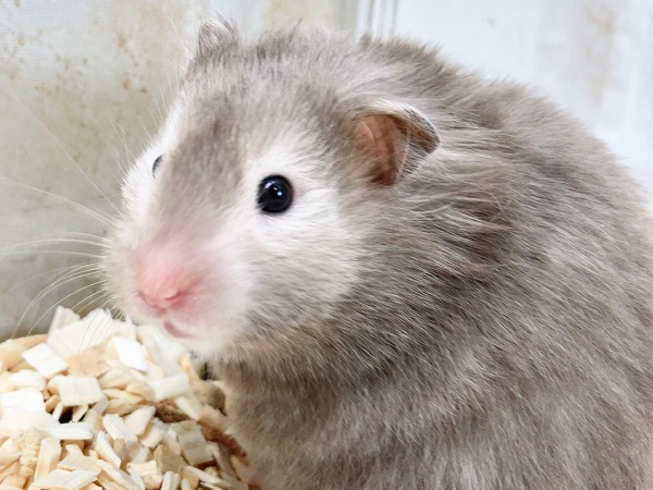 最新画像！セーブルハムスター　まんまるもちもちな女の子♪