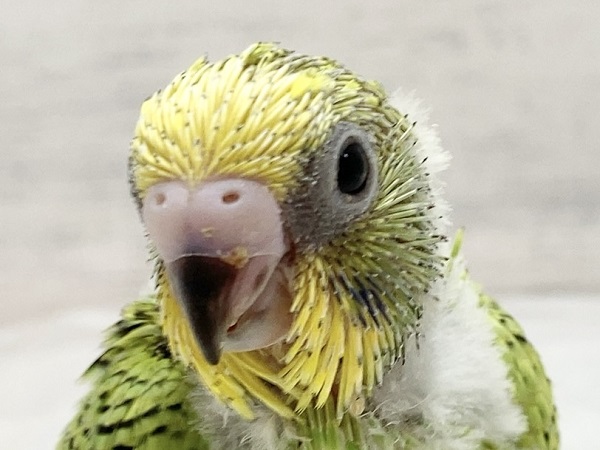 セキセイインコ（グリーンオパーリン）　わたわたのヒナちゃん来ました！
