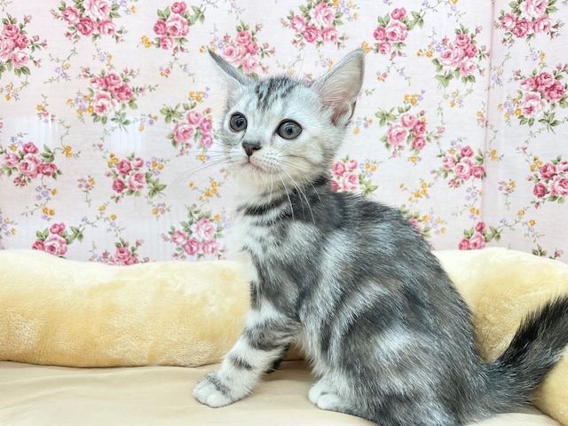 アメリカンショートヘア