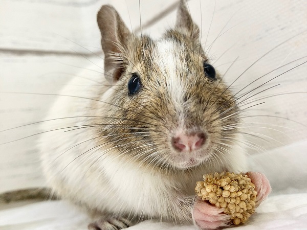 デグー（パイド）　女の子　慎重派だけど馴れそうな予感！