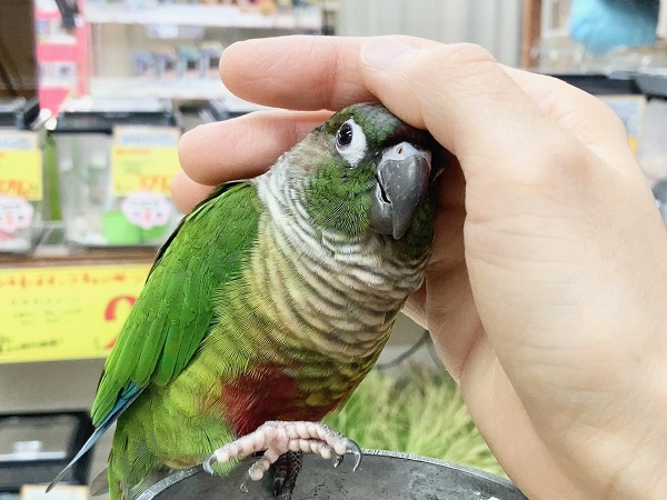 ホオミドリウロコインコ