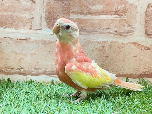 アキクサインコ（秋草インコ）