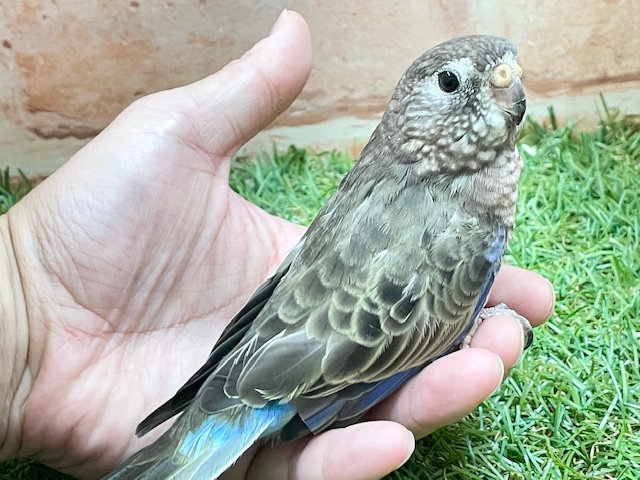 アキクサインコ（秋草インコ）
