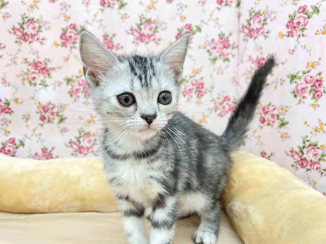 アメリカンショートヘア