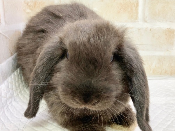 ちょっとだけ最新画像!ホーランドロップ(ブラック) ごはんもりもり食べるよ! ホーランドロップ