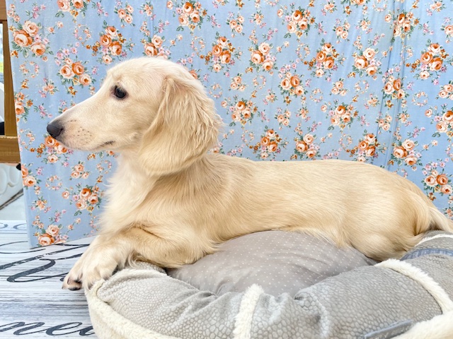 ミニチュアダックス