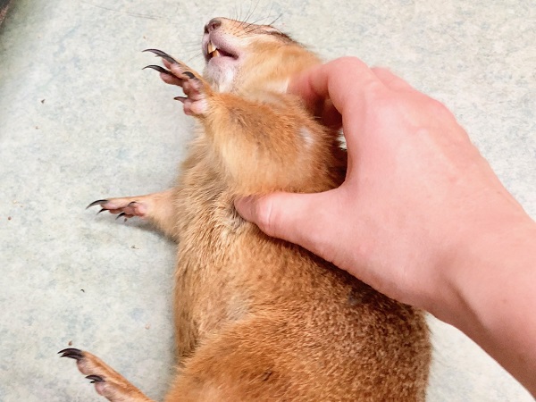 プレーリードッグ