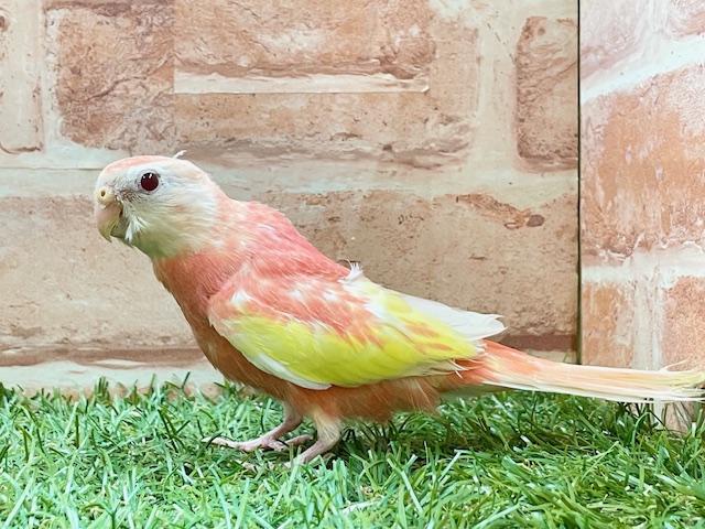 アキクサインコ（秋草インコ）