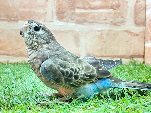 アキクサインコ（秋草インコ）