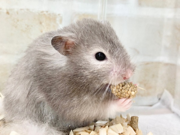 セーブルハムスター　男の子　ちょっとずつなれてきてます♪