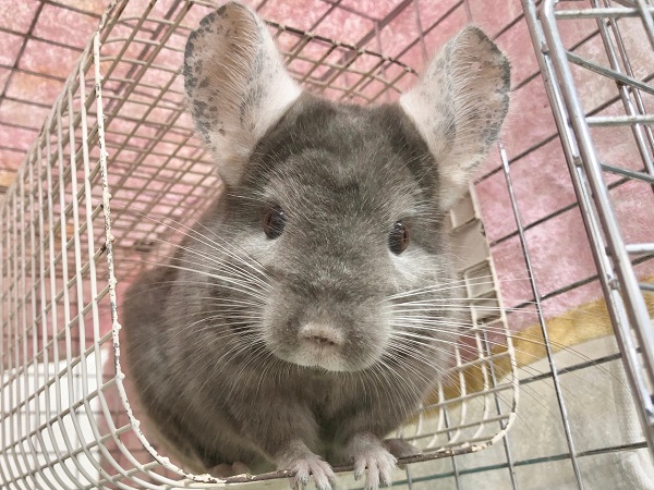 チンチラ（バイオレットエボニー）　女の子　好奇心旺盛！ぐいぐい来る子です♪